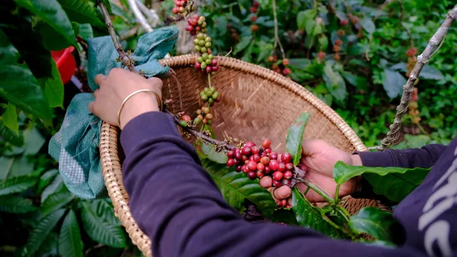 Chế Biến Cà Phê